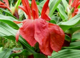 roscoea purpurea red gurkha ist von tropischer schoenheit